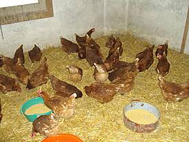 Kinderparadies im Doblerhof